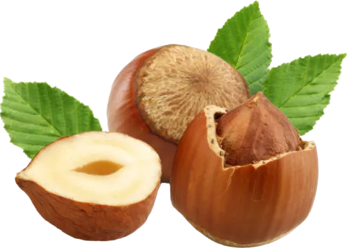 Hazelnuts in shell