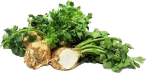 Kərəviz kökü