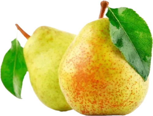 Düşes armudu
