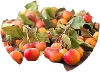 Cənnət alması