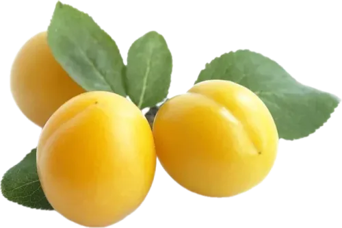 Yellow Tangerine