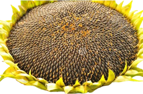 Günəbaxan