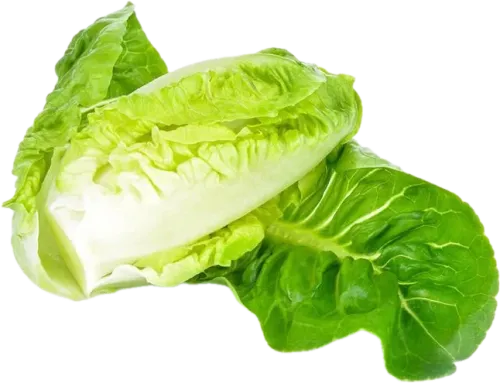 Holland Marulu