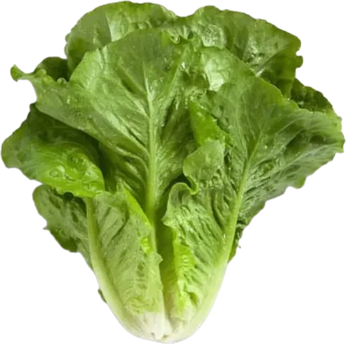 Kahi (Marul) Ədəd