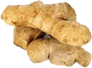 Zəncəfil kökü