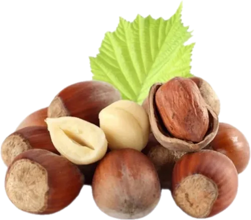 Hazelnuts in Shell