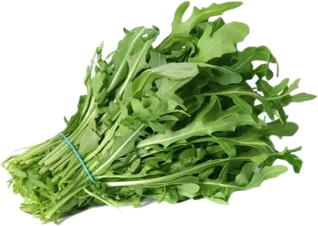 Руккола
