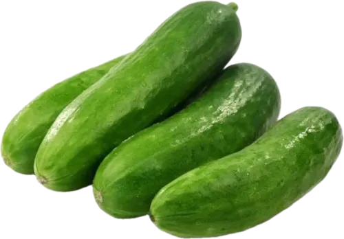 Yelpenek Cucumber