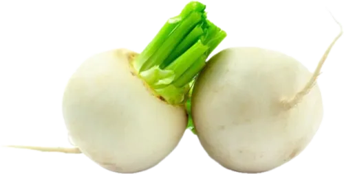 Ağ turp
