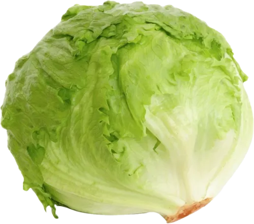 Aysberq hökkəsi
