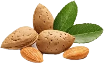 Təzə badam