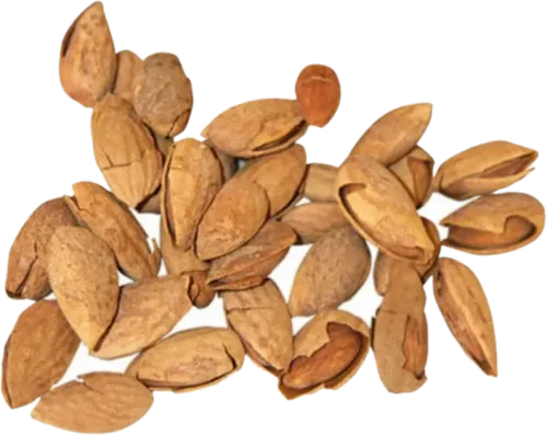 Badam Qabıqlı