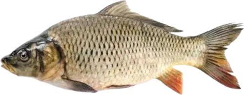 Свежий Карп