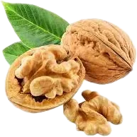 Japanese Walnut
