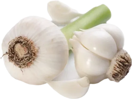 Təzə Sarımsaq