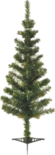 Şam Ağacı