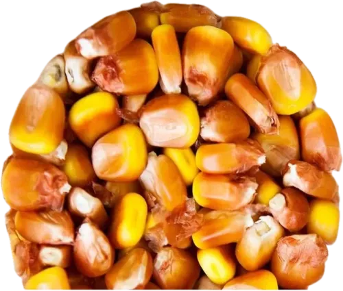Кукуруза